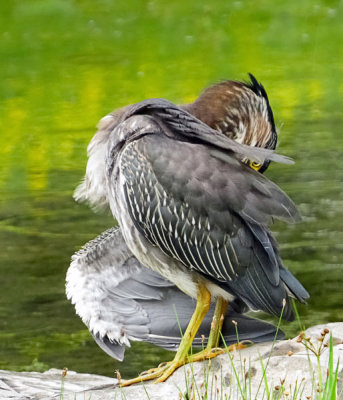 Green Heron