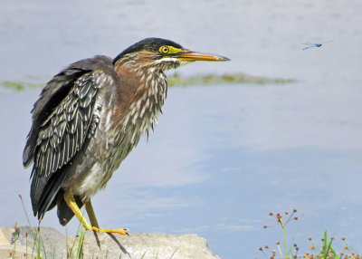 Green Heron