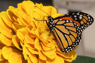 Monarch Butterfly