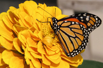 Monarch Butterfly