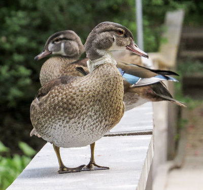 Wood Duck & Plastic