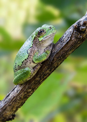 Gray Tree Frog   (2 photos)