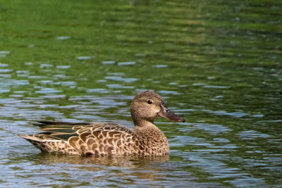 Blue-winged Teal