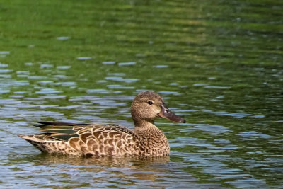 Blue-winged Teal