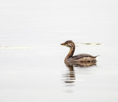 Pied-billed Grebe - juvenile