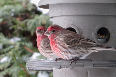 House Finches