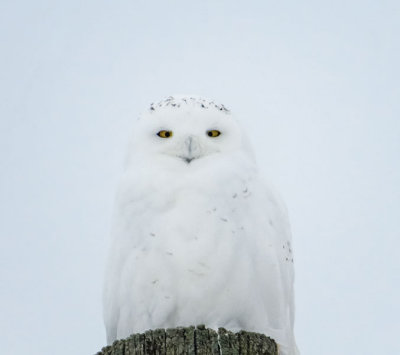 Snowy Owl