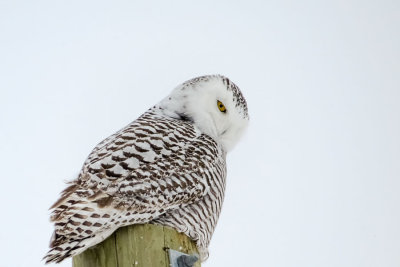 Snowy Owl