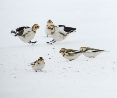 Snow Buntings