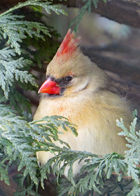 Northern Cardinal