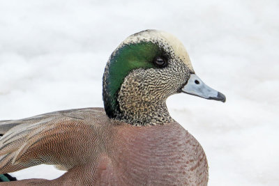 American Wigeon     (2 more photos)