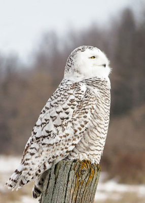 Snowy Owl