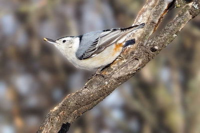 White-breasted Nuthatch