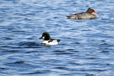 Common Goldeneye and Common Merganser