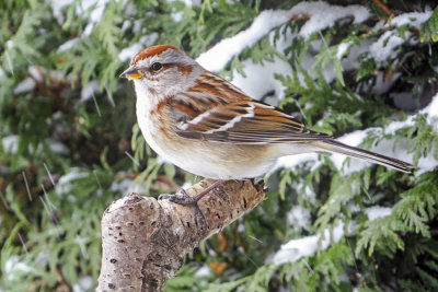 American Tree Sparrow