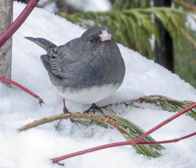 Dark-eyed Junco