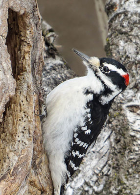 Hairy Woodpecker