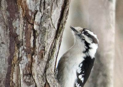 Downy Woodpecker