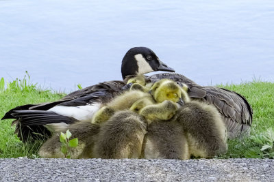 Canada Goslings