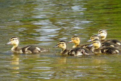 Mallard Ducklings