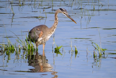 Great Blue Heron