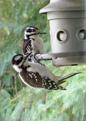 Hairy Woodpeckers