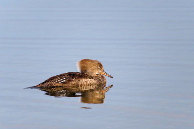 Hooded Merganser - female