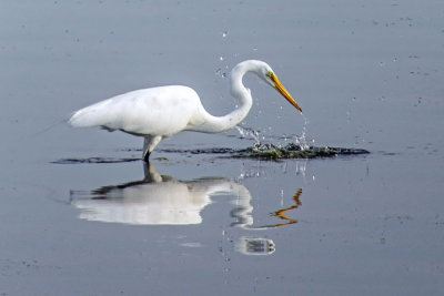 Great Egret