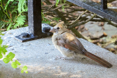 Northern Cardinal - juvenile