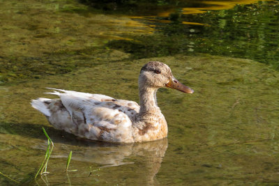 Leucistic Mallard