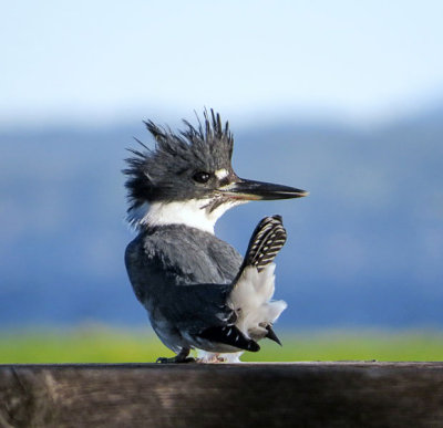 Belted Kingfisher  (2 photos)