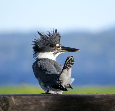 Belted Kingfisher  (2 photos)