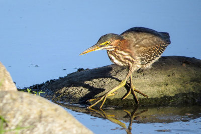 Green Heron   (2 photos)