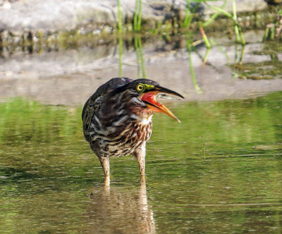 Green Heron