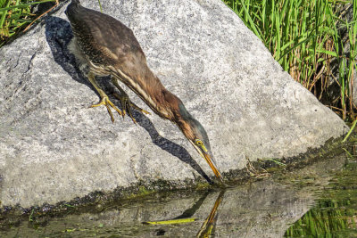 Green Heron