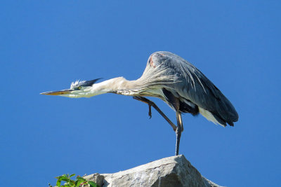 Great Blue Heron  (2 photos)