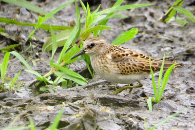 Least Sandpiper