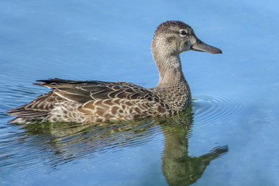 Blue-winged Teal   (2 photos)