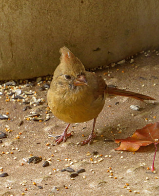 Northern Cardinal - juvenile
