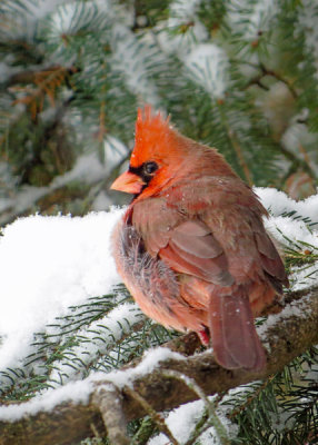 Northern Cardinal - (2 photos)