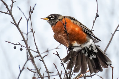 American Robin