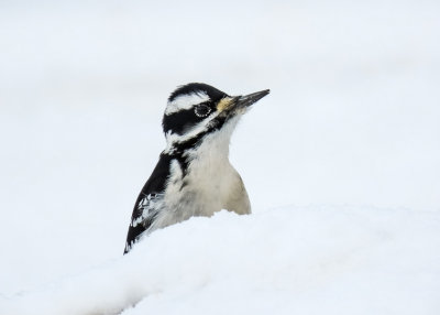 Hairy Woodpecker