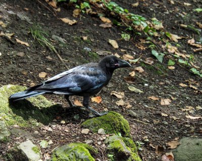 Crow: I am not a bird expert but Arnulf told me crows in Germany are different. My life has changed since.