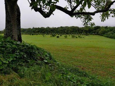 The São Miguel Arcanjo backyard; plantation area.  