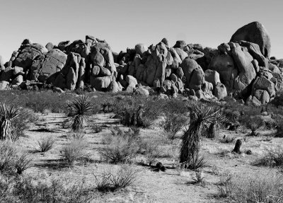 In the Joshua Tree Park.