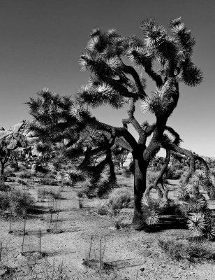 In the Joshua Tree Park.