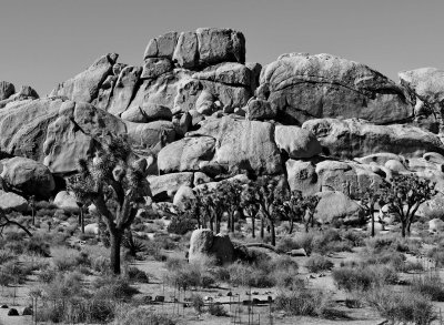 In the Joshua Tree Park.