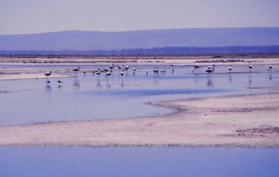 Laguna Chaxa: flamingos look for food at this area. 