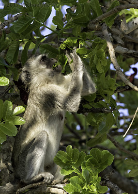 Vervet Monkey