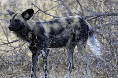 African Wild Dog